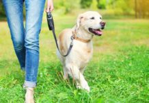 A tener en cuenta si tienes un perro