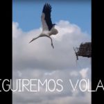 VideoCEIPLasCigueñas_opt