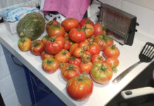 Los huertos urbanos de Rivas ‘recuperan’ tres variedades de tomates de alta calidad