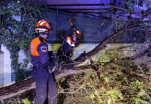 Más de 15 intervenciones en Rivas por caidas de árboles y ramas por el viento