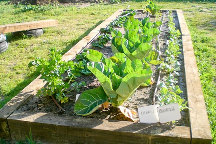 Huerto-ecologico-de-la-Casa-de-Asociaciones