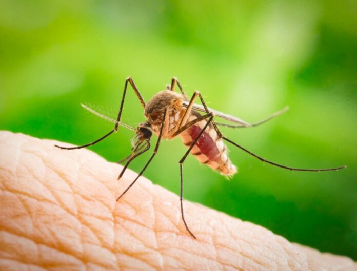 el-mosquito-tigre-en-una-europa-mas-calida-255241-2_768