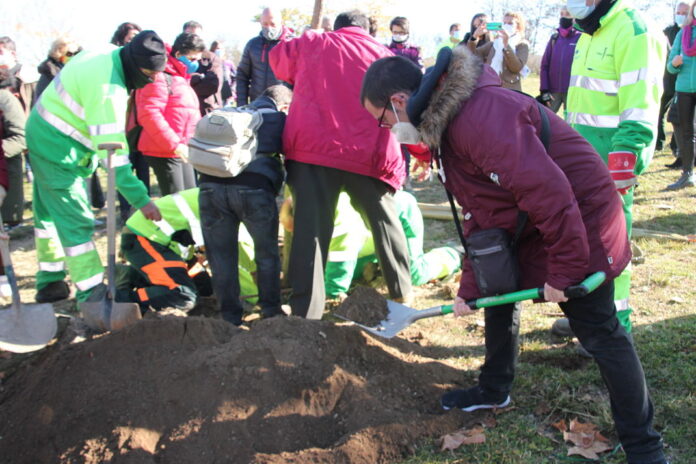 Plantacion11_opt