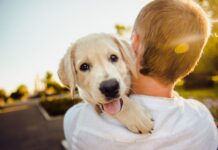 La Comunidad celebra el XV Salón de la Adopción para Animales de Compañía en formato online