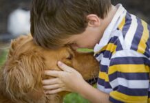 La Comunidad aprueba ayudas por 2 millones para fomentar la protección de los animales de compañía