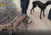 Guardia Civil de Rivas participa en el rescate de varios perros con síntomas de maltrato
