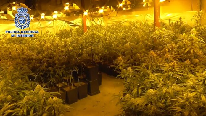 PlantacionMarihuanaIndoor
