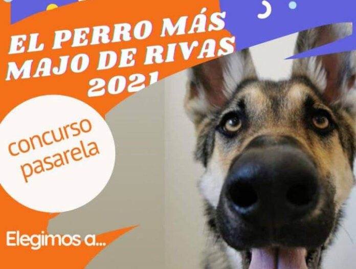 Cartel pasarela perros corte