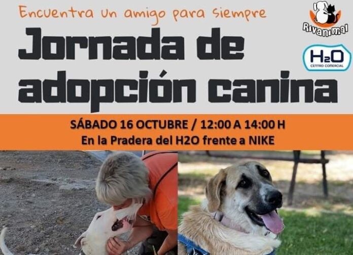 Jornada de adopción canina 2