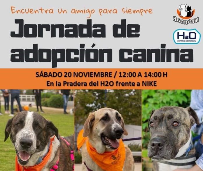 Jornada de adopcion 20N