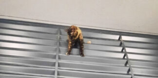 Gata rescatada por veicnos en Rivas