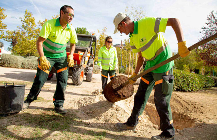 Plantacion-arbolado