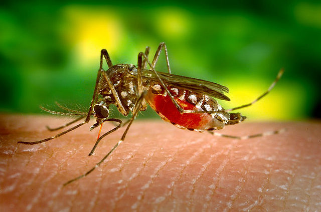 mosquito-640x423