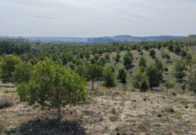 El Ayuntamiento planta más de 6.400 nuevos árboles en el Bosque Scania