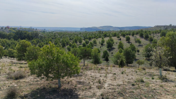 Bosque Scania