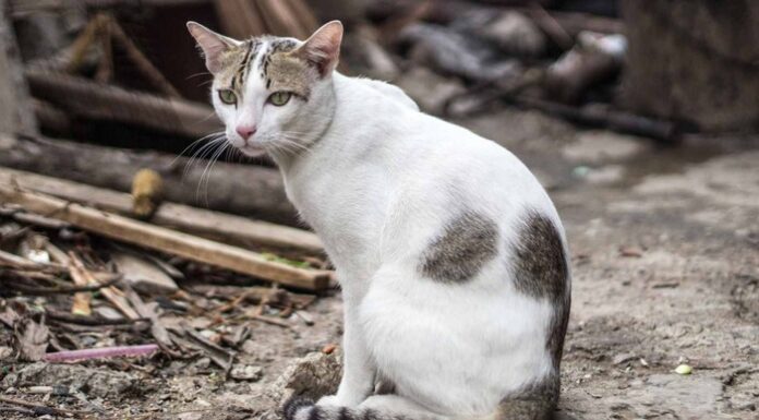 Gato callejero
