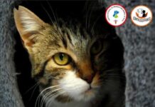 Rivanimal lanza una campaña de recogida de alimentos para colonias felinas