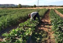 El Ayuntamiento pone en marcha dos programas destinados a favorecer el empleo local