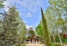 Rivas recibe por quinta vez consecutiva el galardón ‘Tree cities of the world’