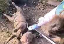 Agentes del SEPRONA de Rivas rescatan el cadáver de un perro ahogado a propósito en una laguna de Arganda