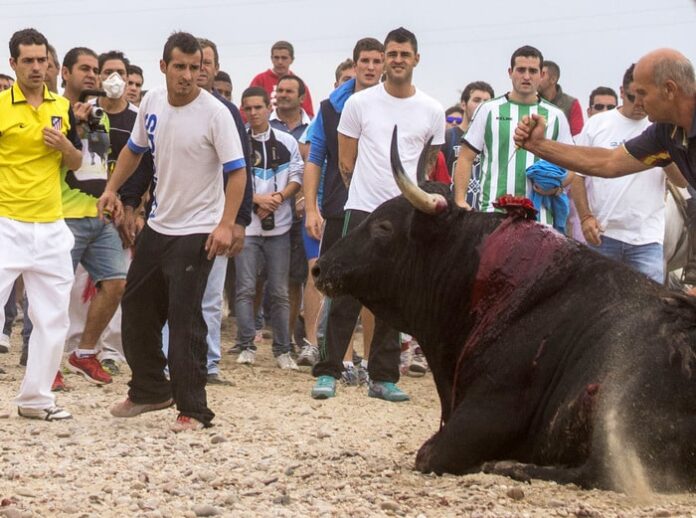 Toro de la Vega (1)
