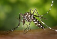 El Ayuntamiento recuerda consejos útiles contra el mosquito tigre