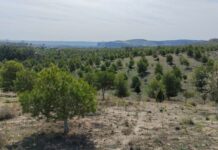 El ‘Bosque Scania’ alcanza en su décimo segundo aniversario casi 45.000 árboles