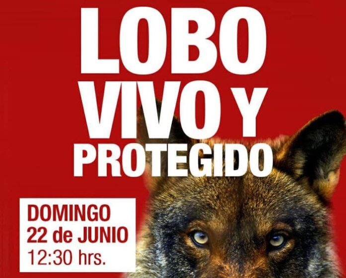 Cartel mani defensa lobo (1)