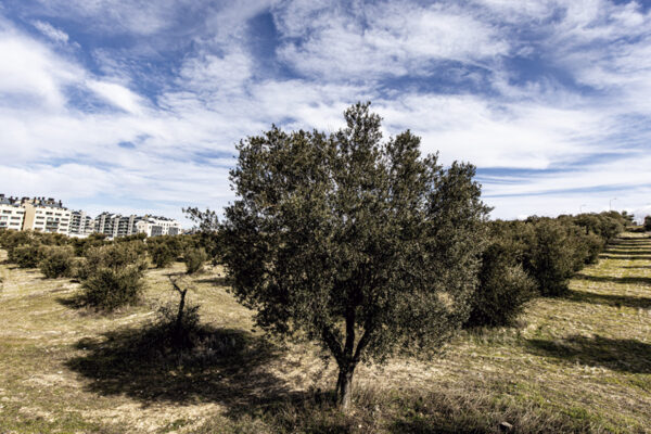Olivar-de-la-Partija-5-600x400