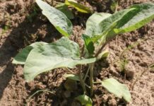 La Comunidad ofrece 36 cursos y jornadas gratuitas de formación en los sectores agropecuario, agroalimentario y forestal