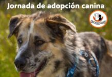 Rivanimal realizará su tradicional evento de adopción canina en el marco de las fiestas del barrio de La Luna
