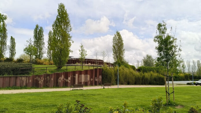 Arbolado Parque Bellavista (1)