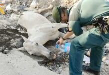 El SEPRONA de Rivas investiga la muerte de un caballo por maltrato en Valdemingómez